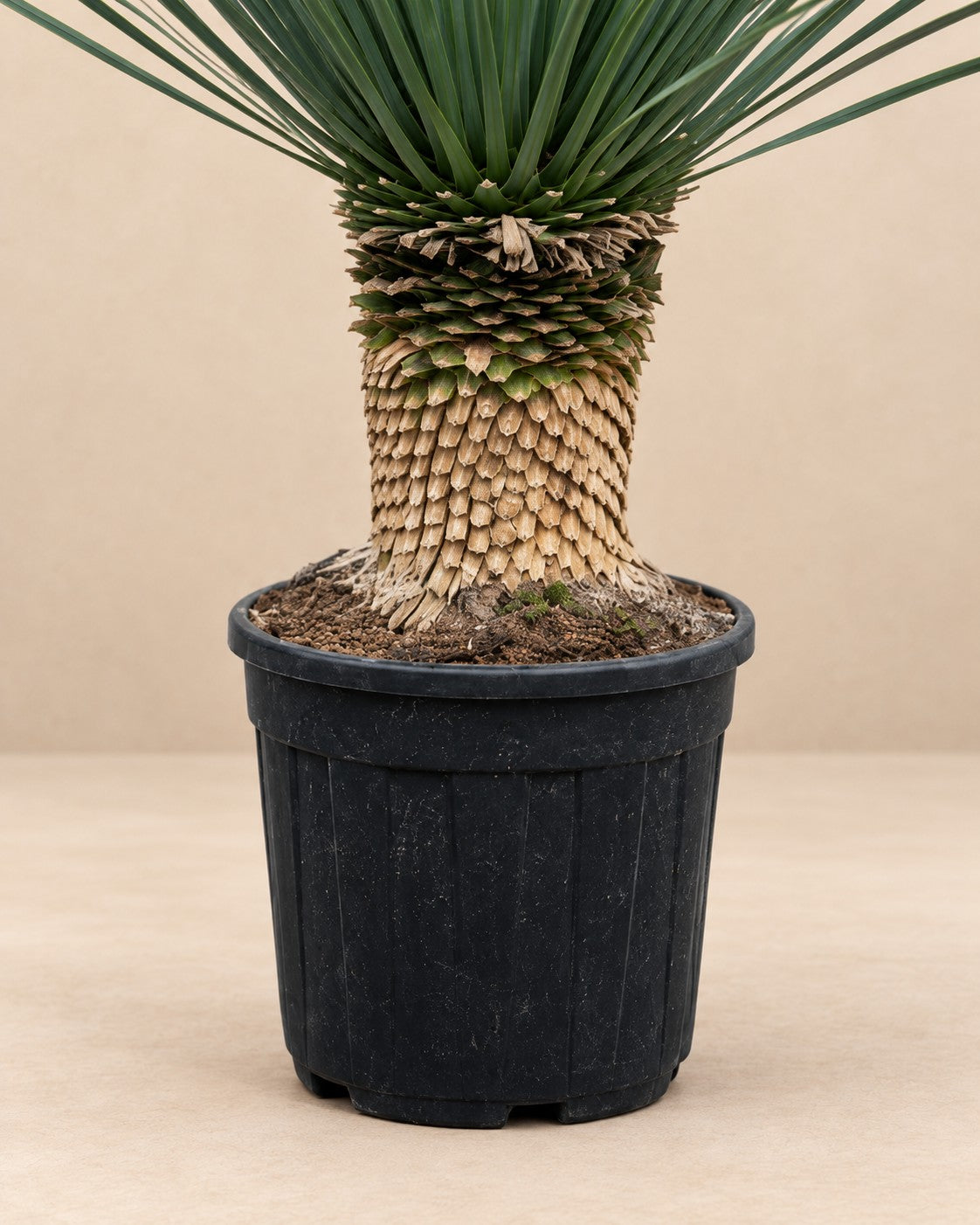 Unterer Teil der Yucca Rostrata mit dem Anzuchttopf