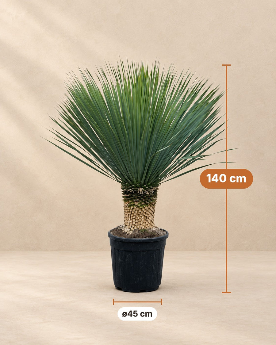 Yucca Rostrata 140cm - ø45