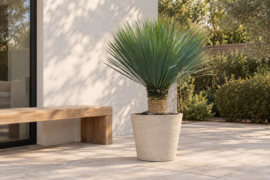 Yucca Rostrata 140cm - ø45
