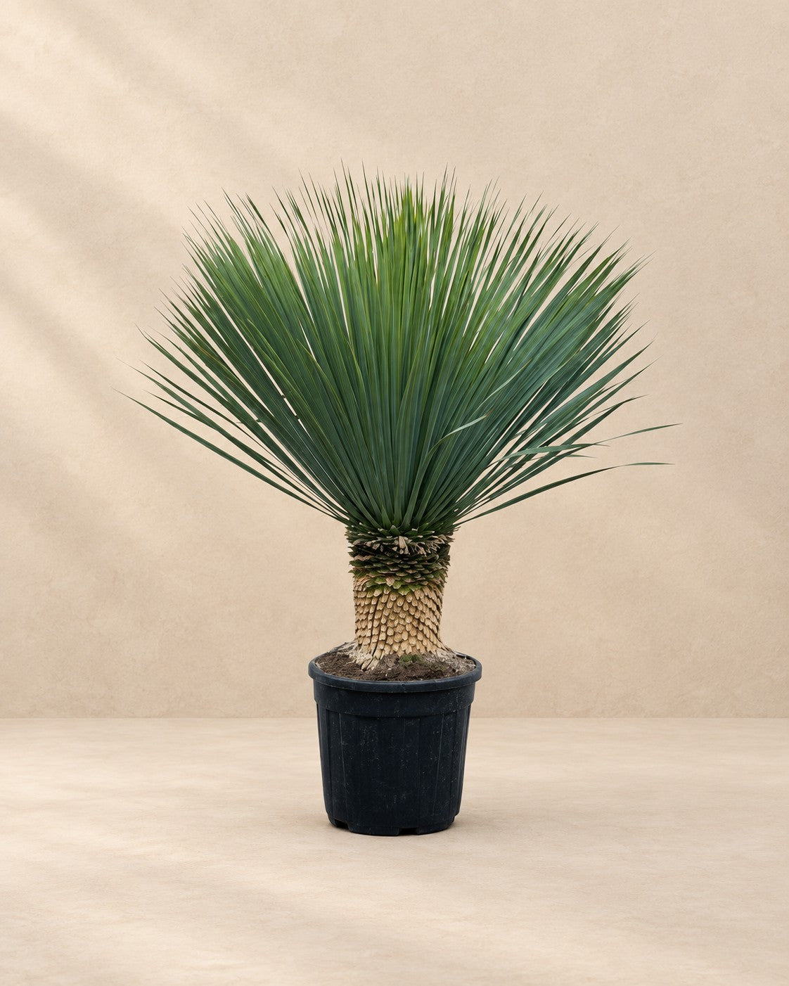 Yucca rostrata, 140 cm de altura en maceta de cultivo de 45 cm