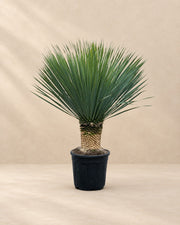 Yucca Rostrata, 140 cm hoch im Anzuchttopf von 45 cm
