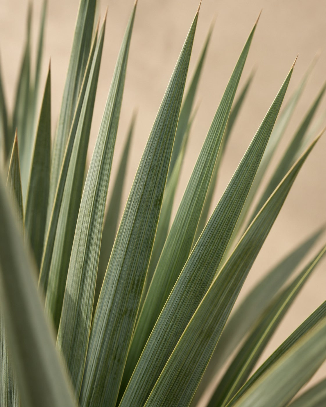 Close-up van het blad van de Yucca rostrata