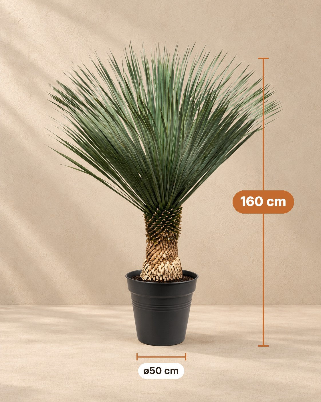 Yucca Rostrata - Buy a Tough and Unique Desert Plant – XXLplant