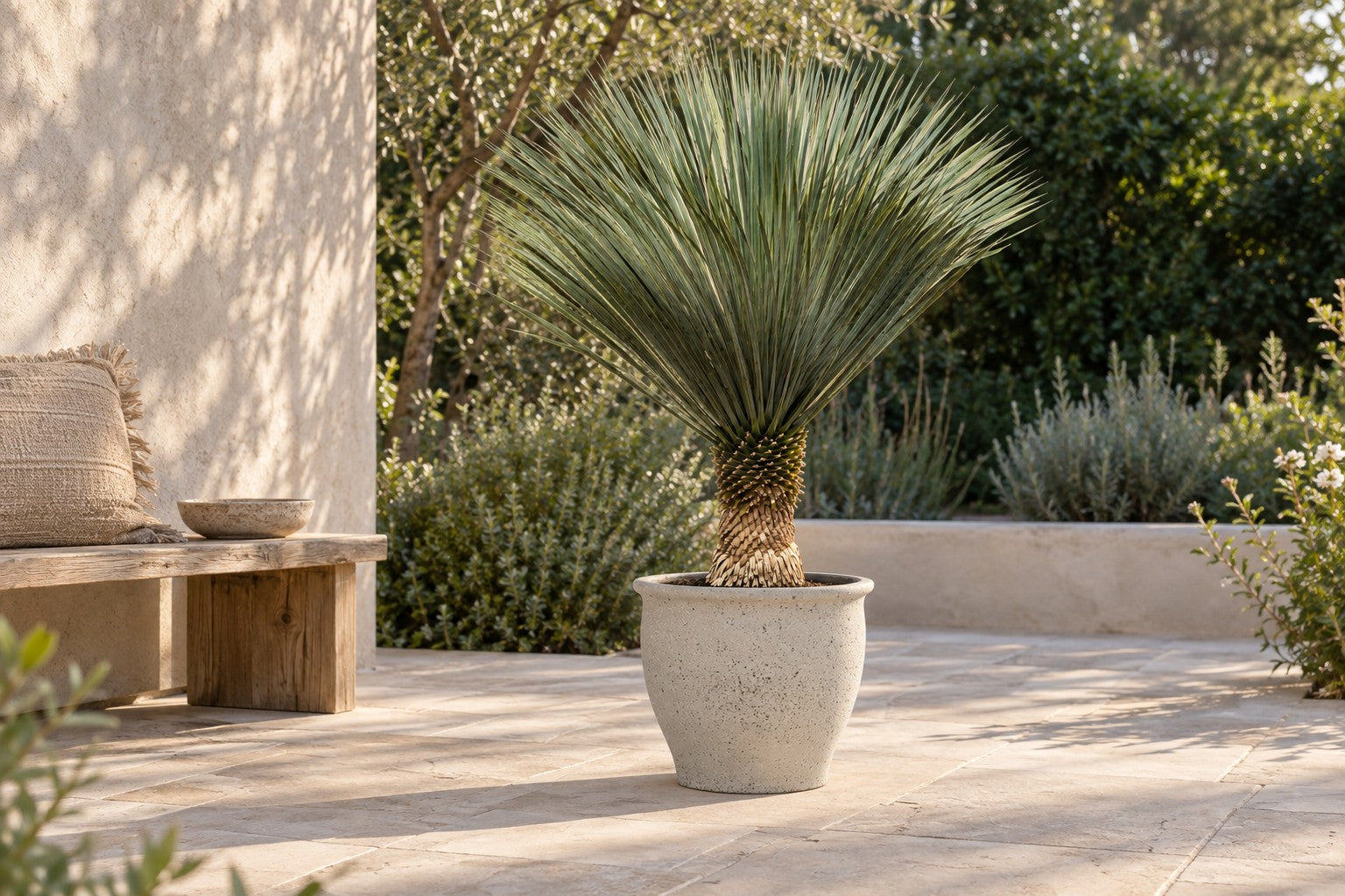 Yucca Rostrata - Buy a Tough and Unique Desert Plant – XXLplant