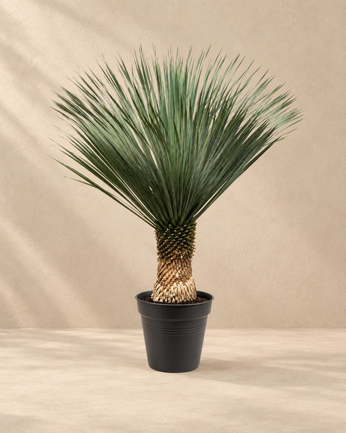 Yucca rostrata van 160 cm hoog in kweekpot van 50 cm