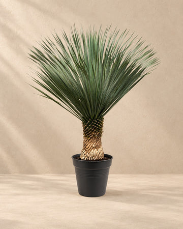 Yucca Rostrata