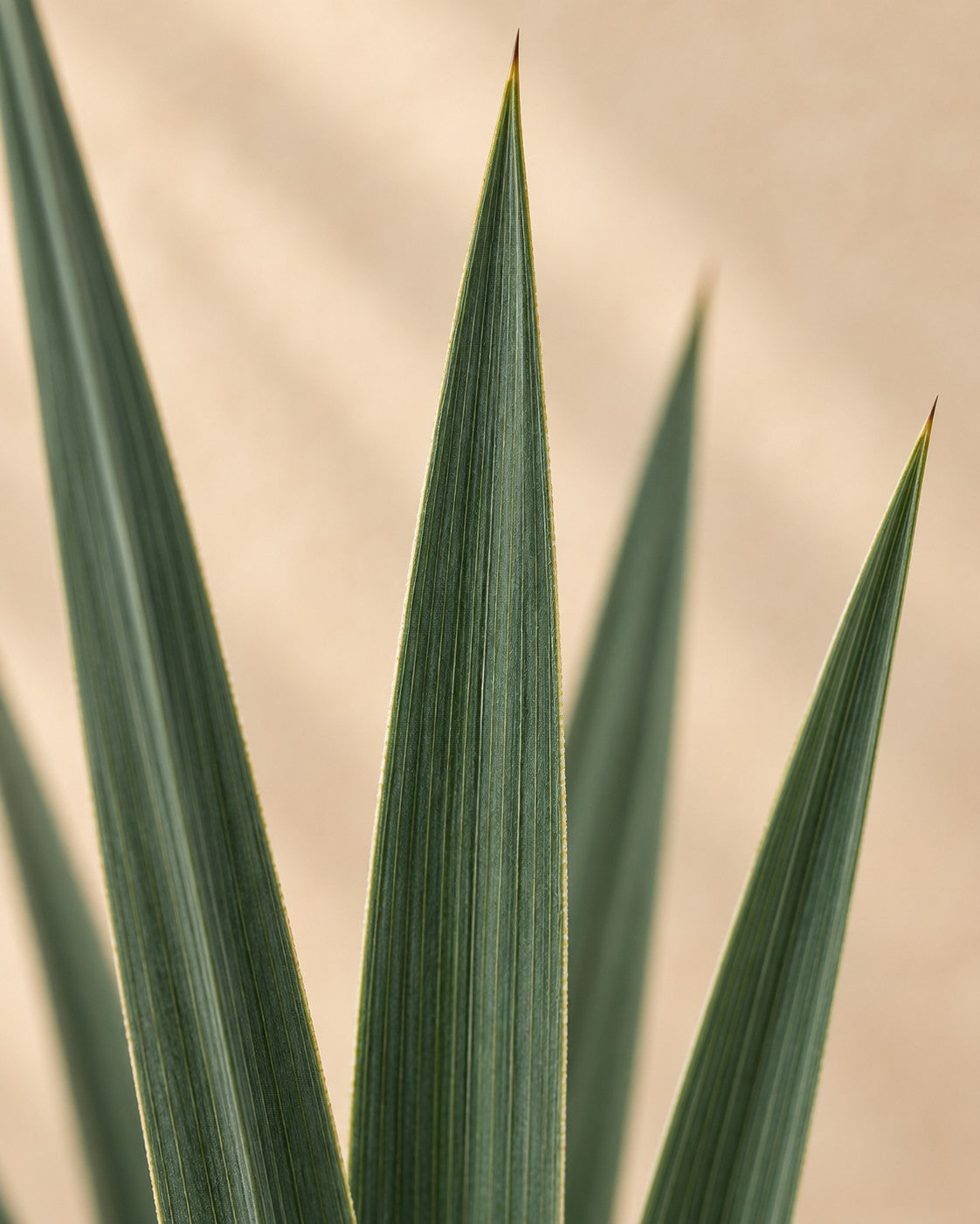 Close-up van het blad van de Yucca rostrata