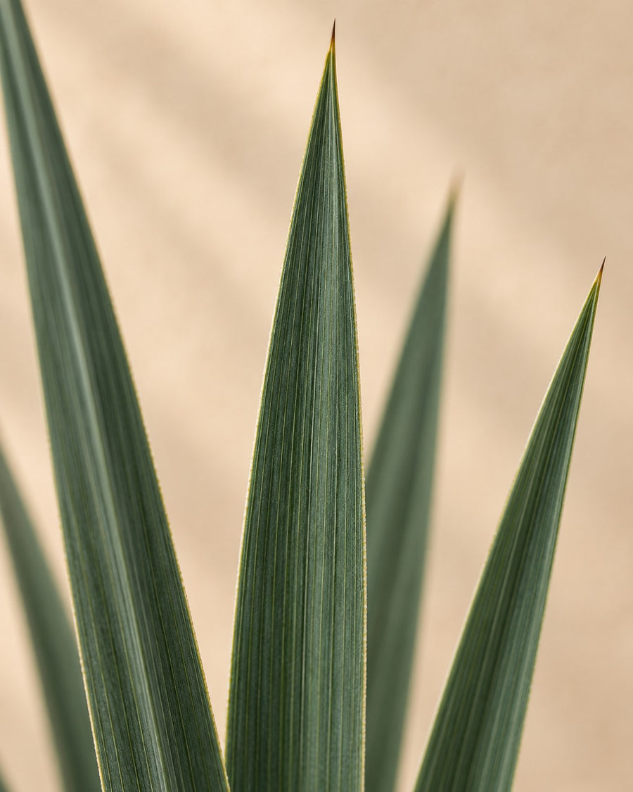 Yucca rostrata 50 cm hoog, pot ø24 cm