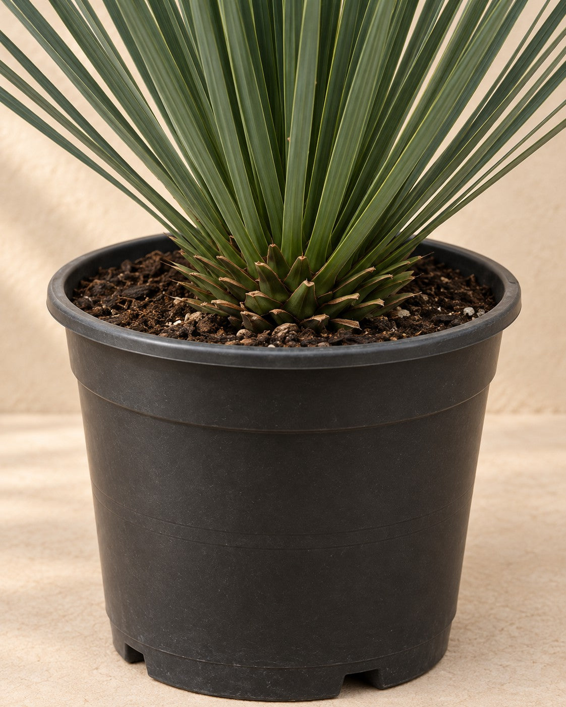 Onderste deel van de Yucca rostrata met de kweekpot
