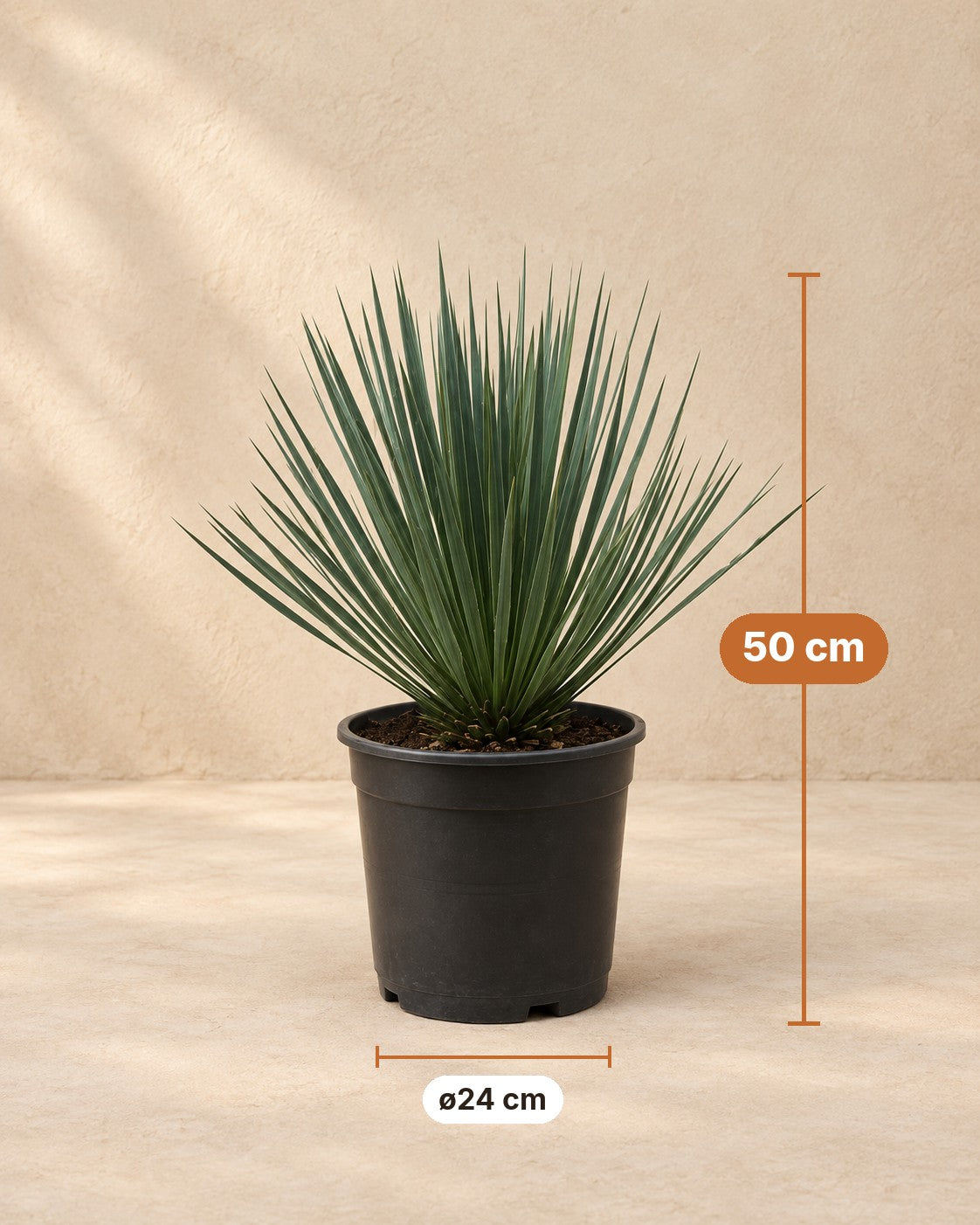 Afmetingen Yucca rostrata: 50 cm hoog, pot ø24 cm