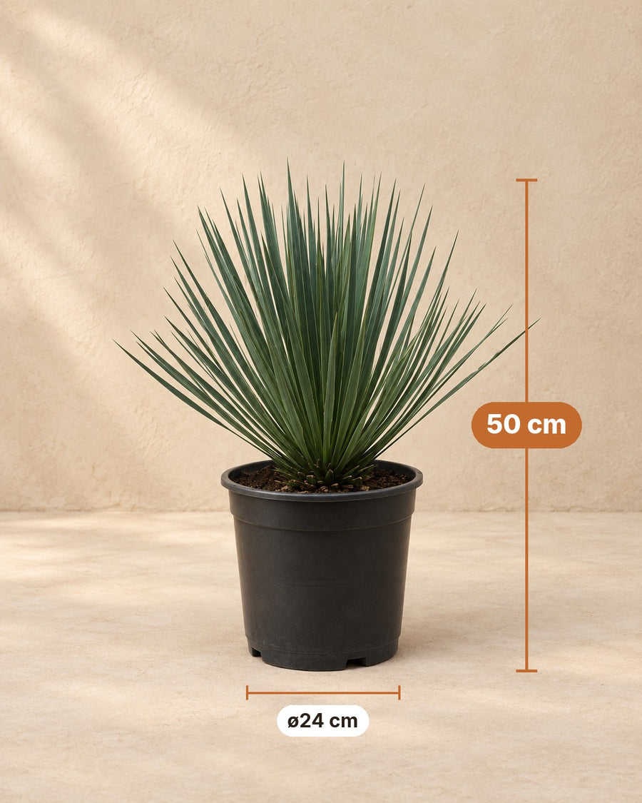 Yucca rostrata 50 cm hoog, pot ø24 cm