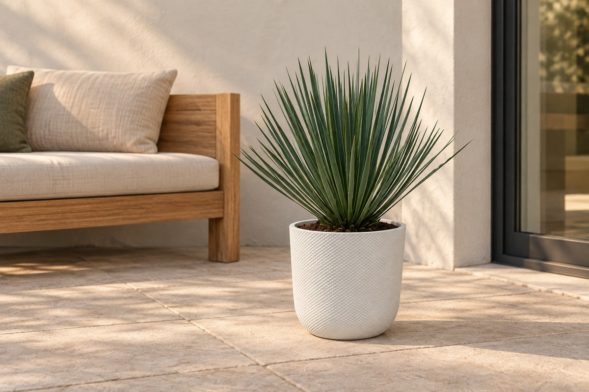 Yucca rostrata van 50 cm in sierpot Elho Jazz Round wit op een terras
