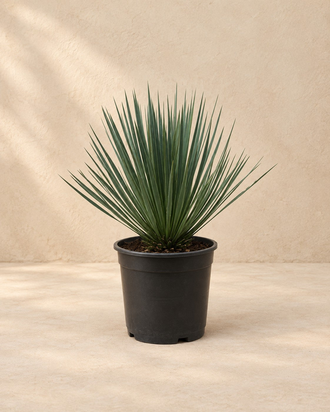 Yucca rostrata van 50 cm hoog in kweekpot van 24 cm