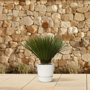 Yucca rostrata de 70 cm de altura, maceta ø30 cm en el jardín
