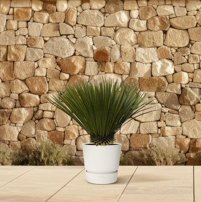 Yucca rostrata de 70 cm de altura, maceta ø30 cm en el jardín