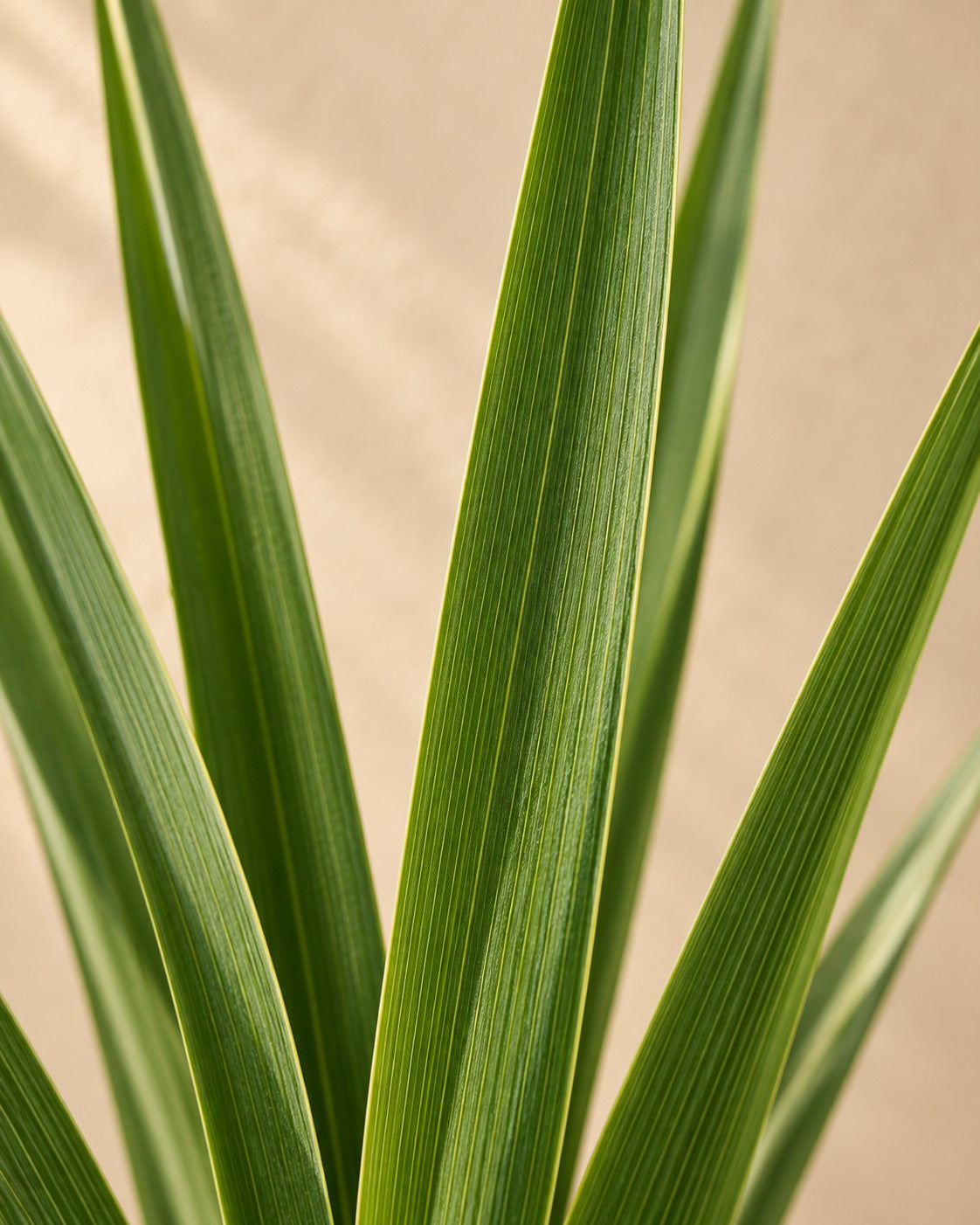 Close-up van het blad van de Yucca rostrata