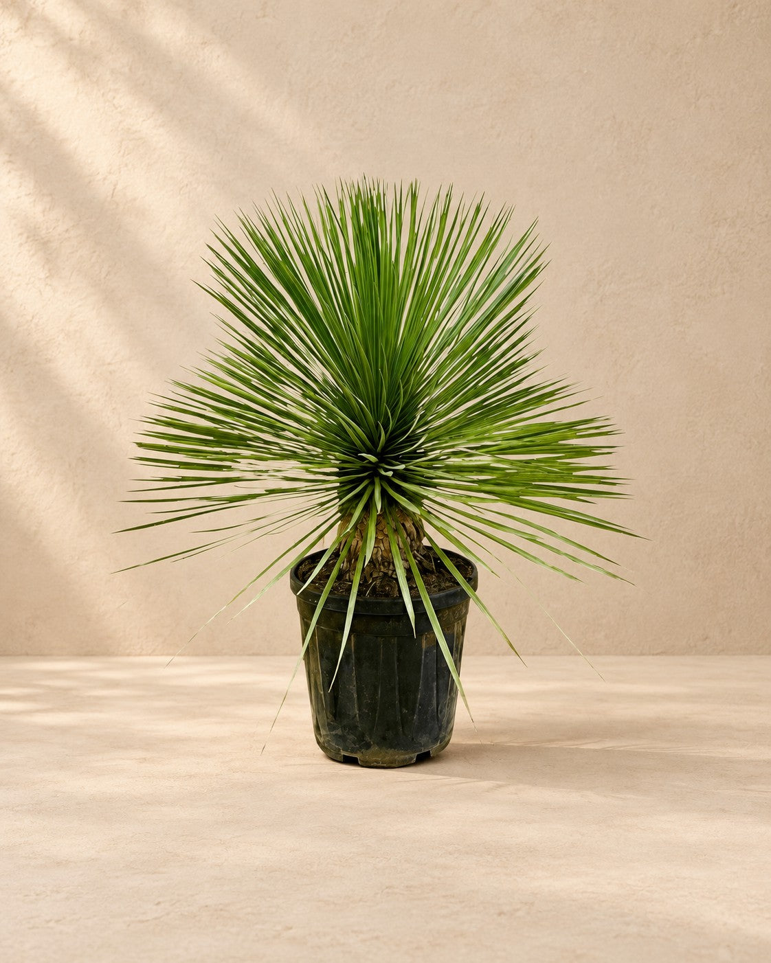 Yucca rostrata van 70 cm hoog in kweekpot van 27 cm
