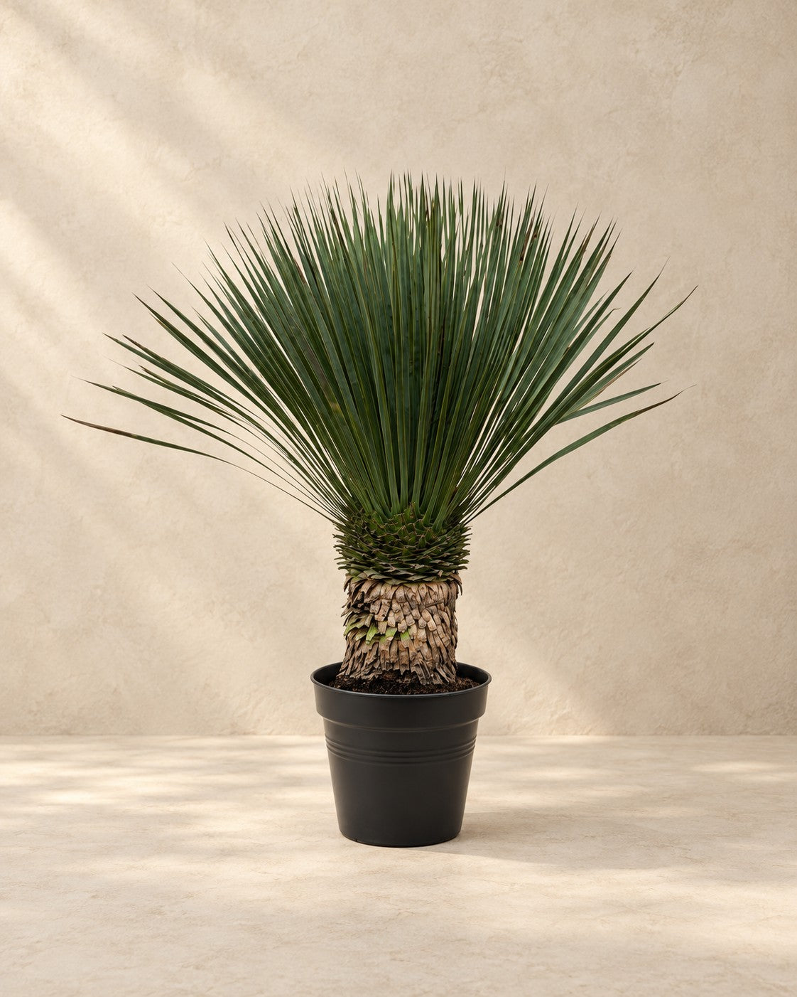 Yucca rostrata 80-100 cm hoog van 100 cm hoog in kweekpot van 38 cm