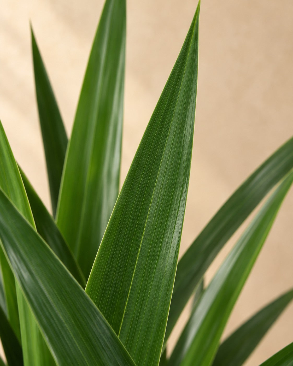 Närbild på bladen hos Förgrenad Yucca (Yucca elephantipes)