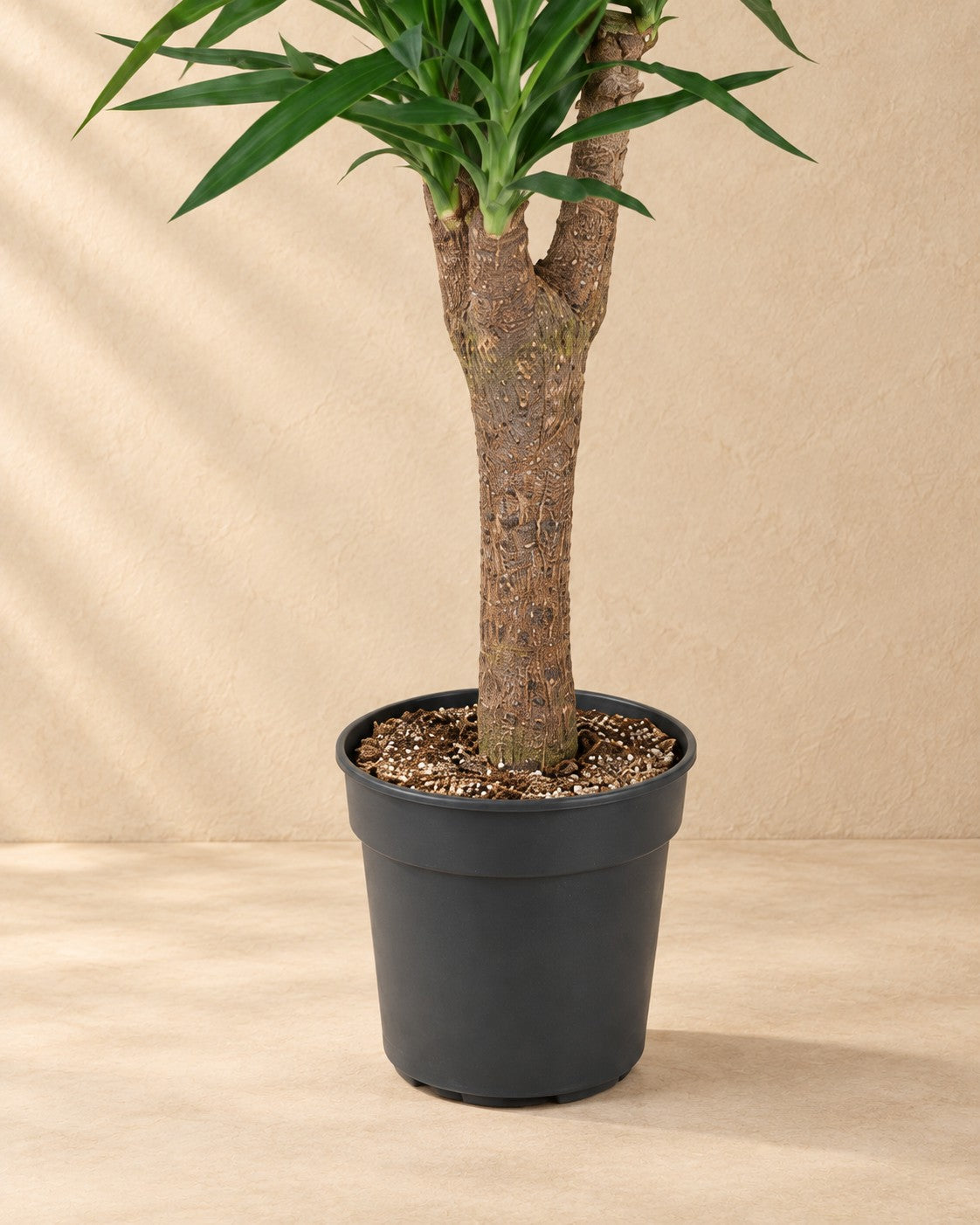 Branched Yucca Yucca elephantipes | 150 cm | XXLplant
