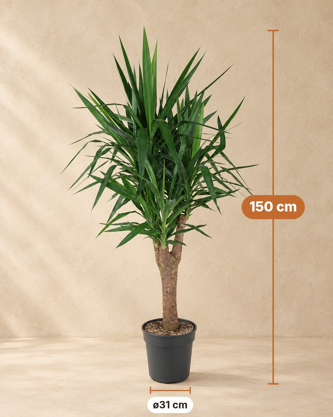 Branched Yucca Yucca elephantipes | 150 cm | XXLplant