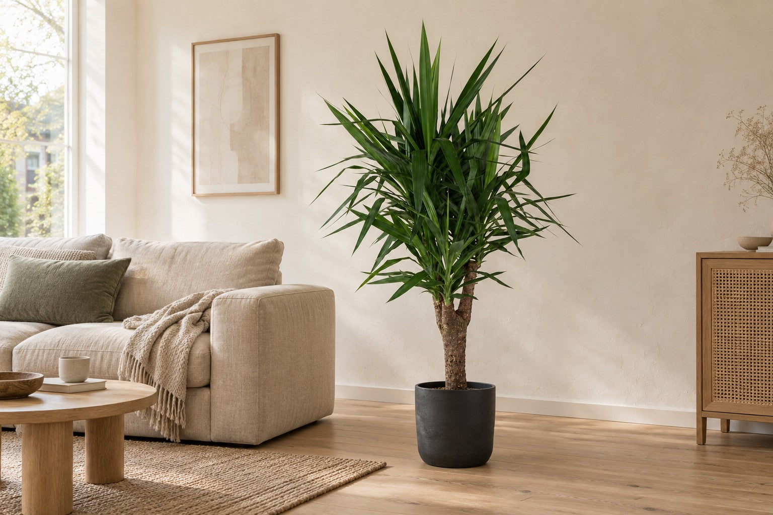 Branched Yucca Yucca elephantipes | 150 cm | XXLplant
