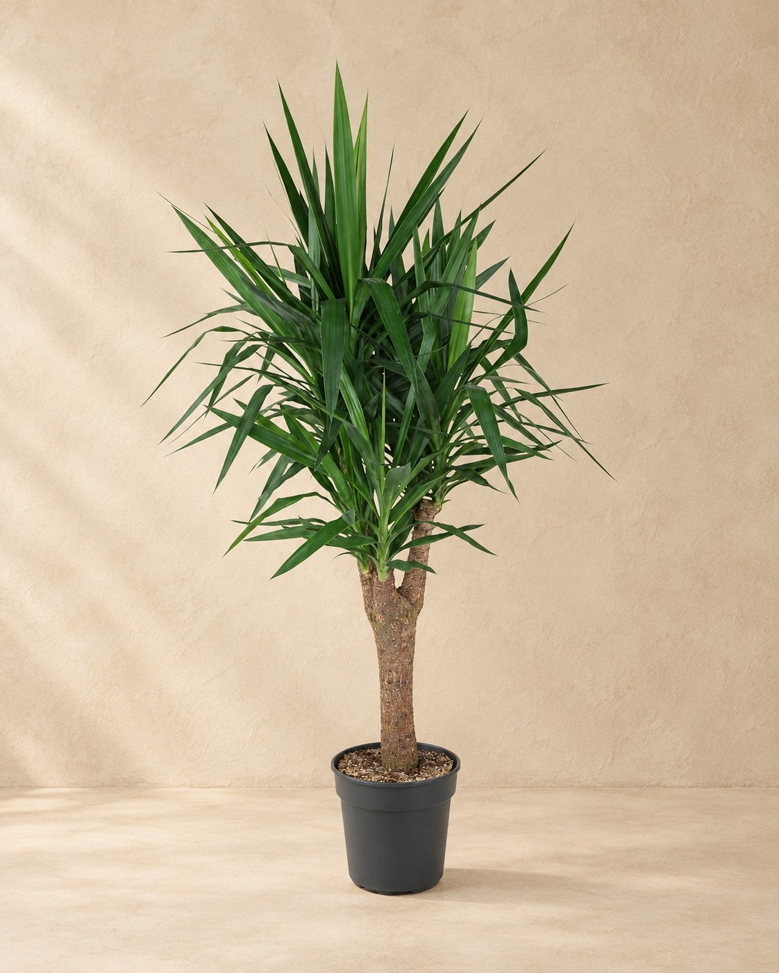 Förgrenad Yucca (Yucca elephantipes), 150 cm hög i en 31 cm odlingskruka