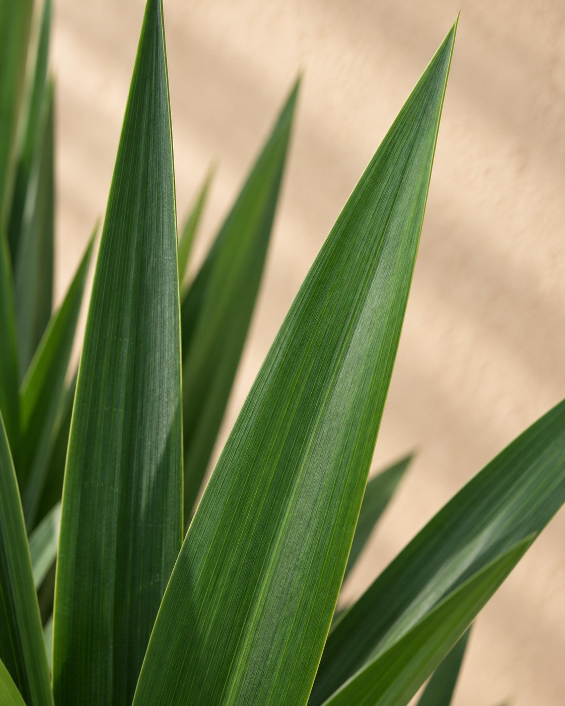 Primer plano de las hojas de Yuca (Yucca elephantipes)