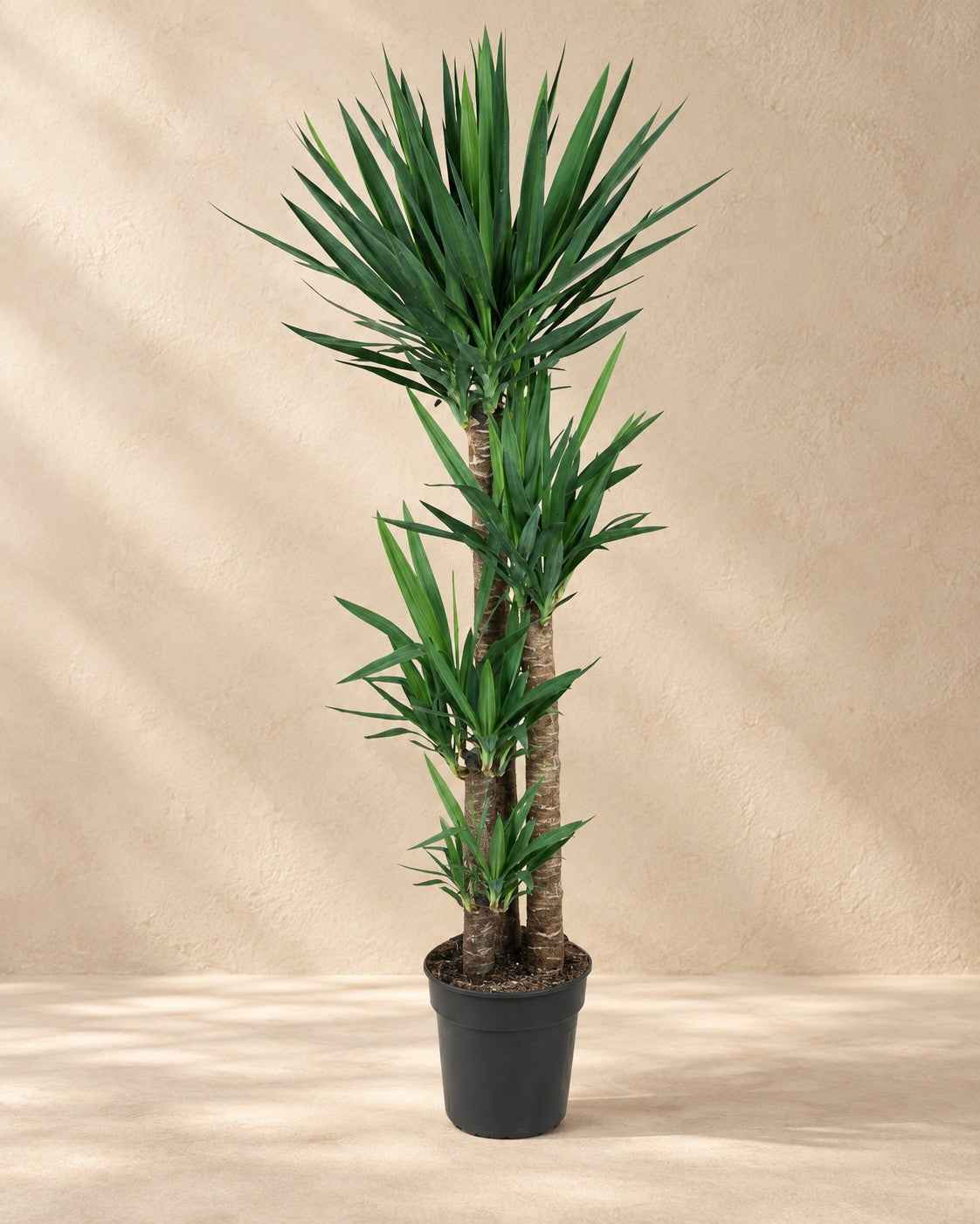 Yuca (Yucca elephantipes), 140 cm de altura en maceta de cultivo de 24 cm