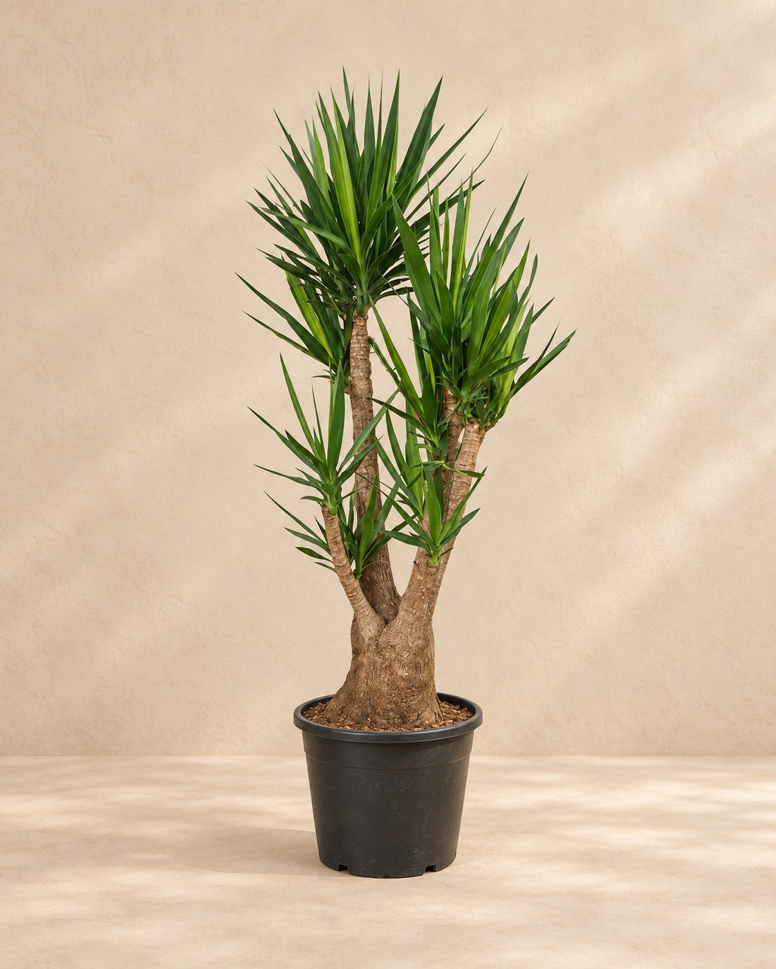 Yucca (Yucca elephantipes) van 170 cm hoog in kweekpot van 45 cm
