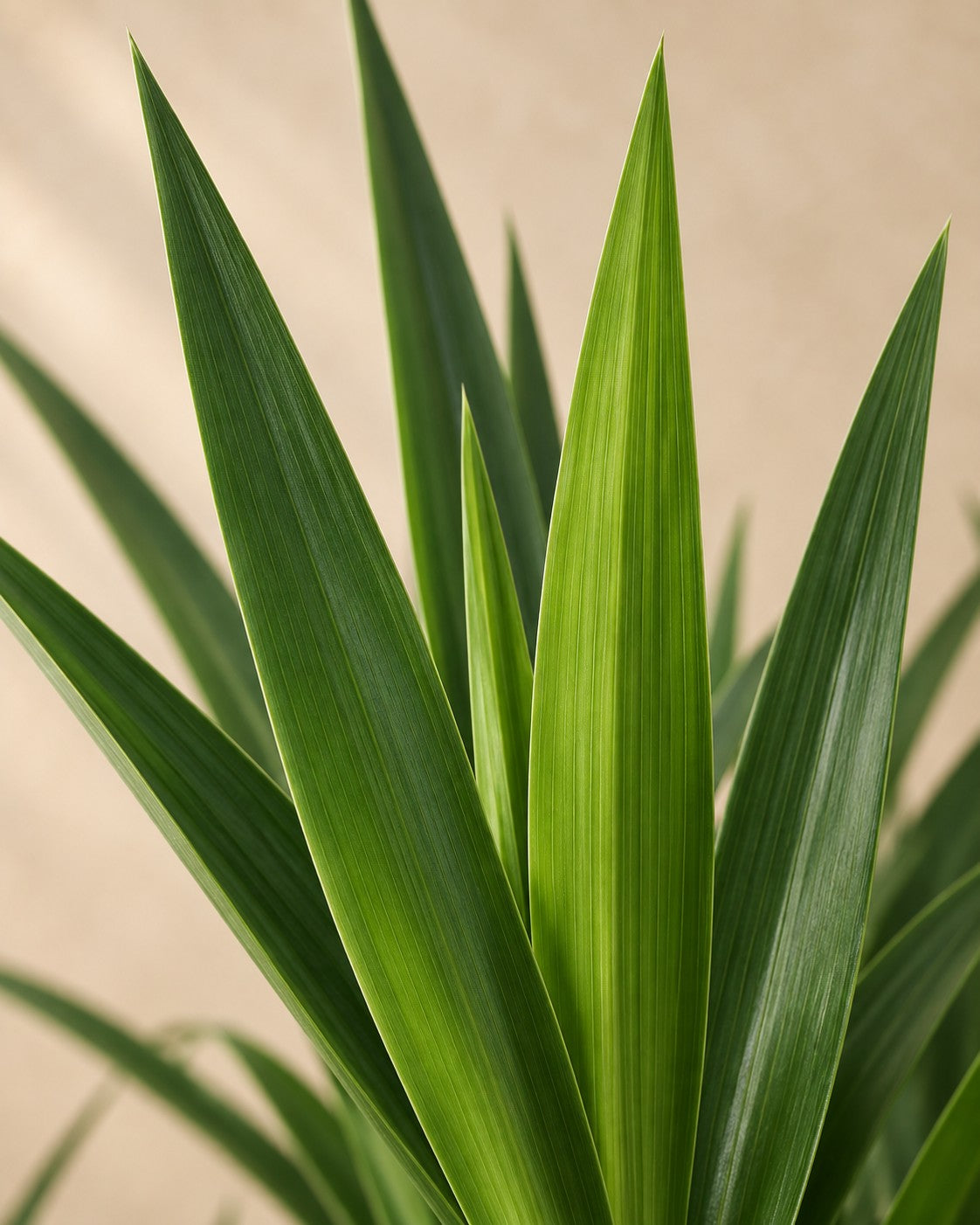 Close-up van het blad van de Yucca (Yucca elephantipes)