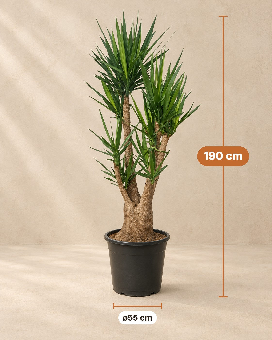 Yucca Elephantipes - Tropical Style Plant for Indoors and Outdoors