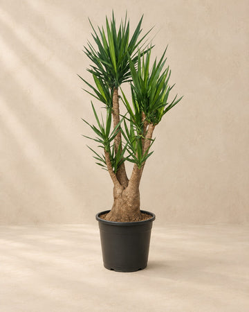 Yucca Elephantipes