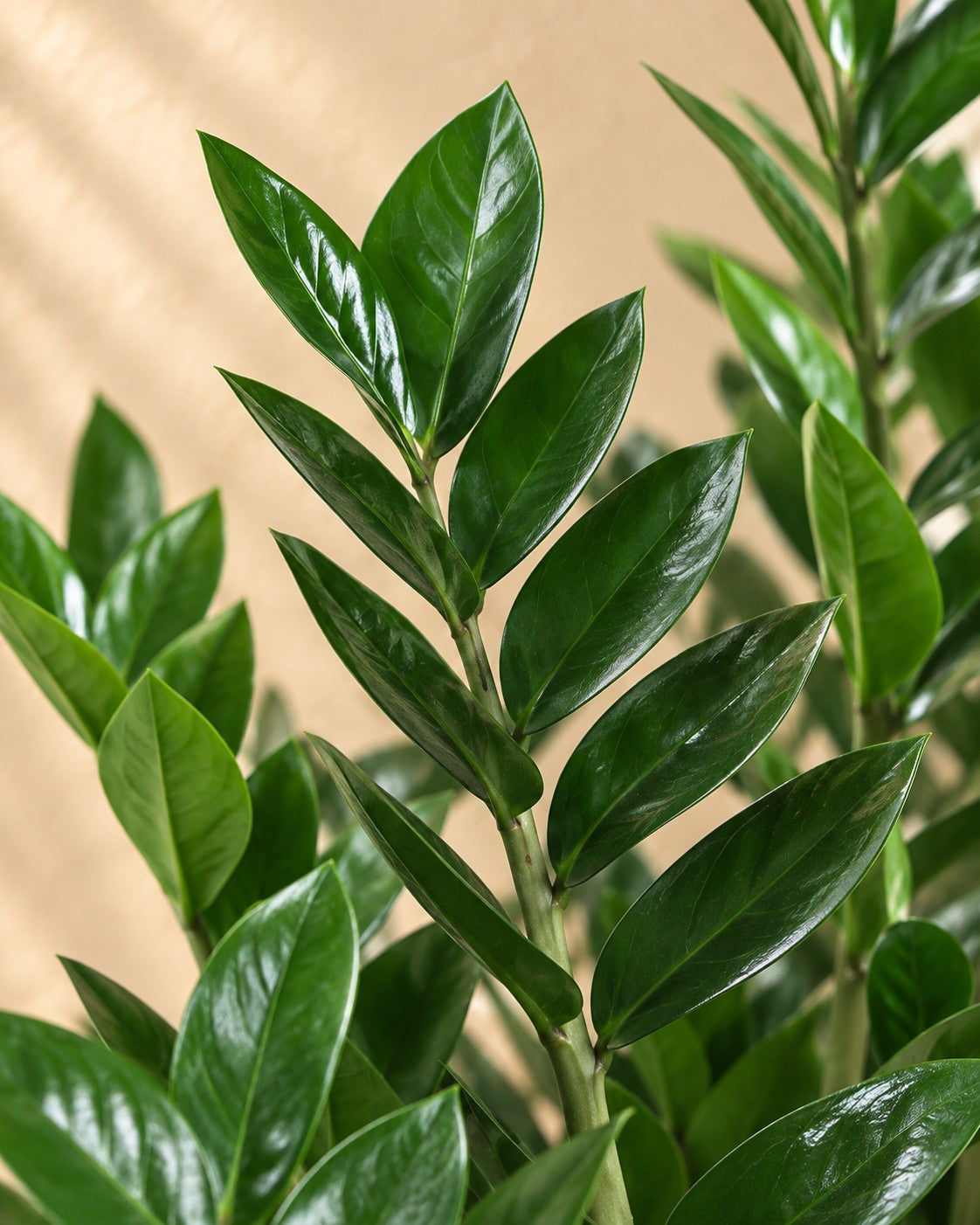 Närbild på bladen hos Zamioculcas ⌀21 (Zamioculcas zamiifolia)