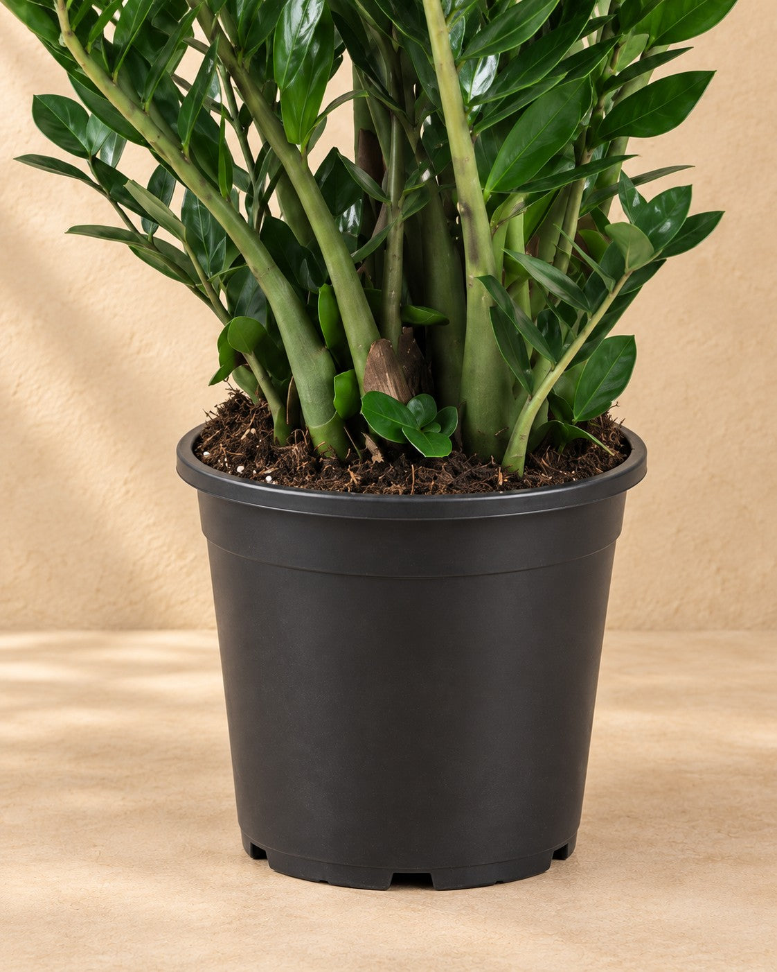 Nederste del af Zamioculcas ⌀21 (Zamioculcas zamiifolia) med dyrkningspotten