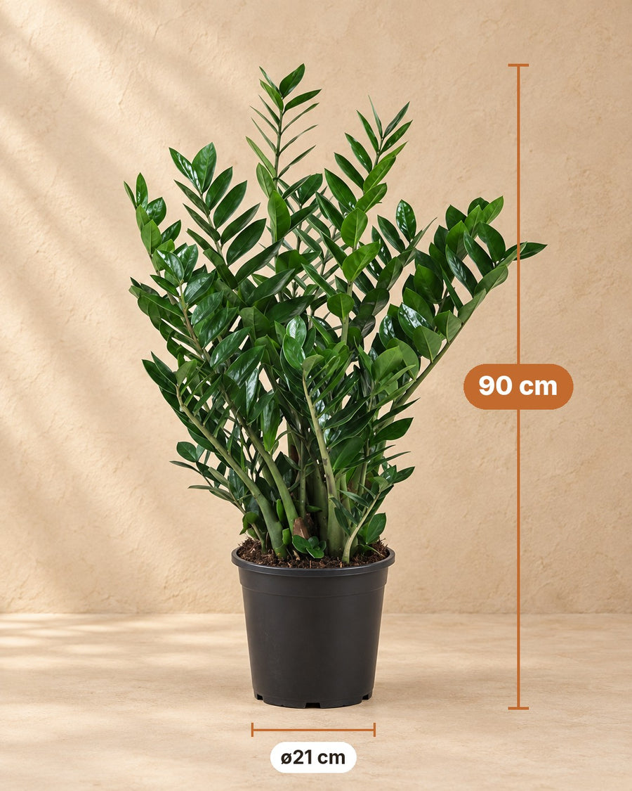 Zamioculcas ⌀21 90cm - ø21