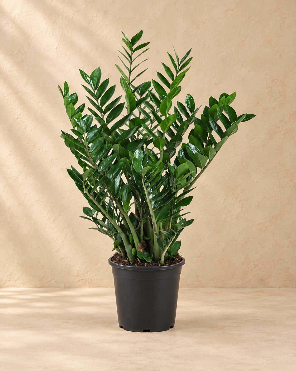 Zamioculcas ⌀21 (Zamioculcas zamiifolia), 90 cm hög i en 21 cm odlingskruka