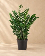 Zamioculcas ⌀21 (Zamioculcas zamiifolia), 90 cm høj i en 21 cm dyrkningspotte
