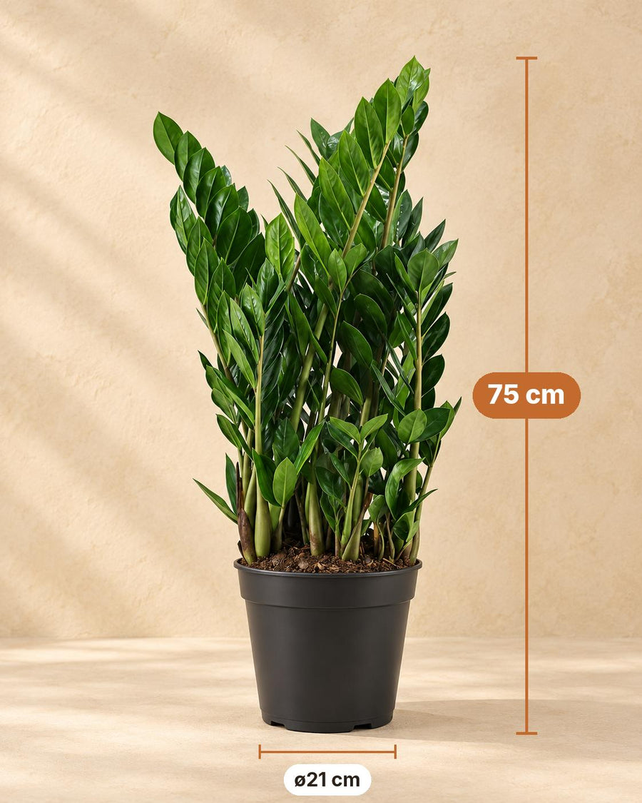 Zamioculca (Zamioculcas zamiifolia) 75 cm de altura, maceta ø21 cm