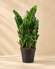 Zamioculca 75 cm de altura, maceta ø21 cm