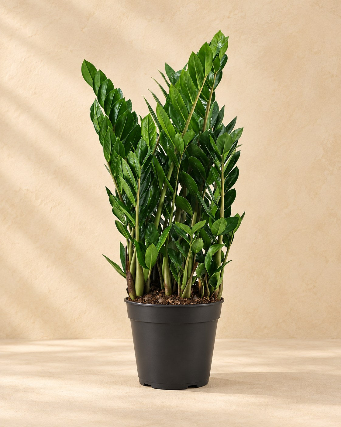 Zamioculca 75 cm de altura, maceta ø21 cm