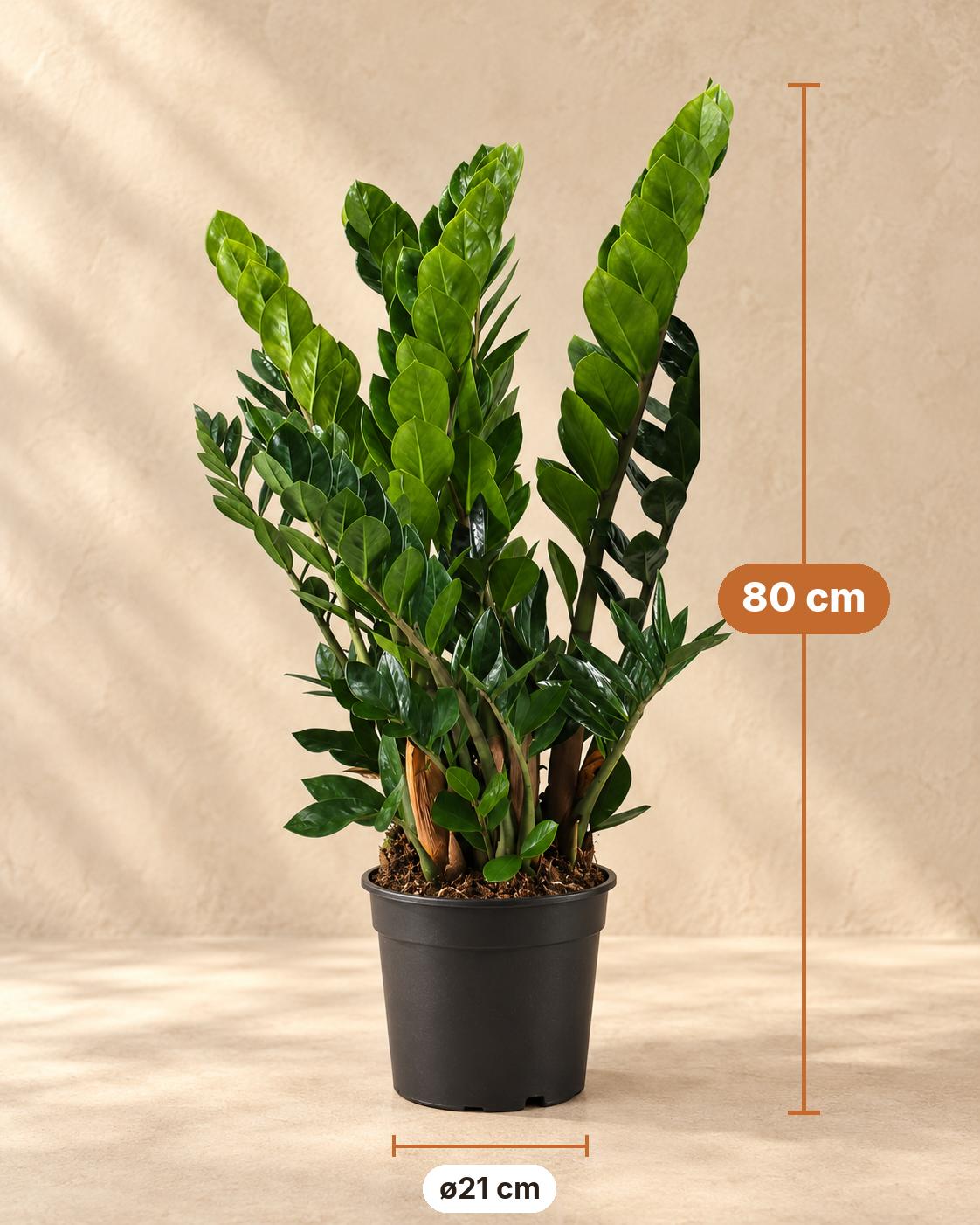 Zamiokulkas 80 cm wysokości, doniczka ø21 cm