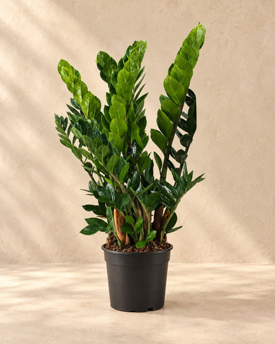 Zamiokulkas 80 cm wysokości, doniczka ø21 cm