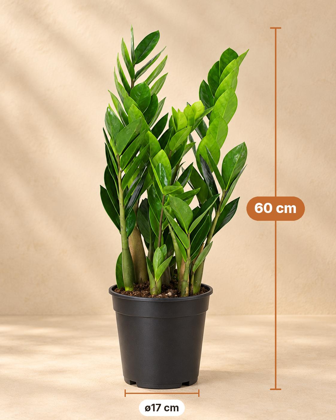 Zamioculcas 60 cm høj, potte ø17 cm