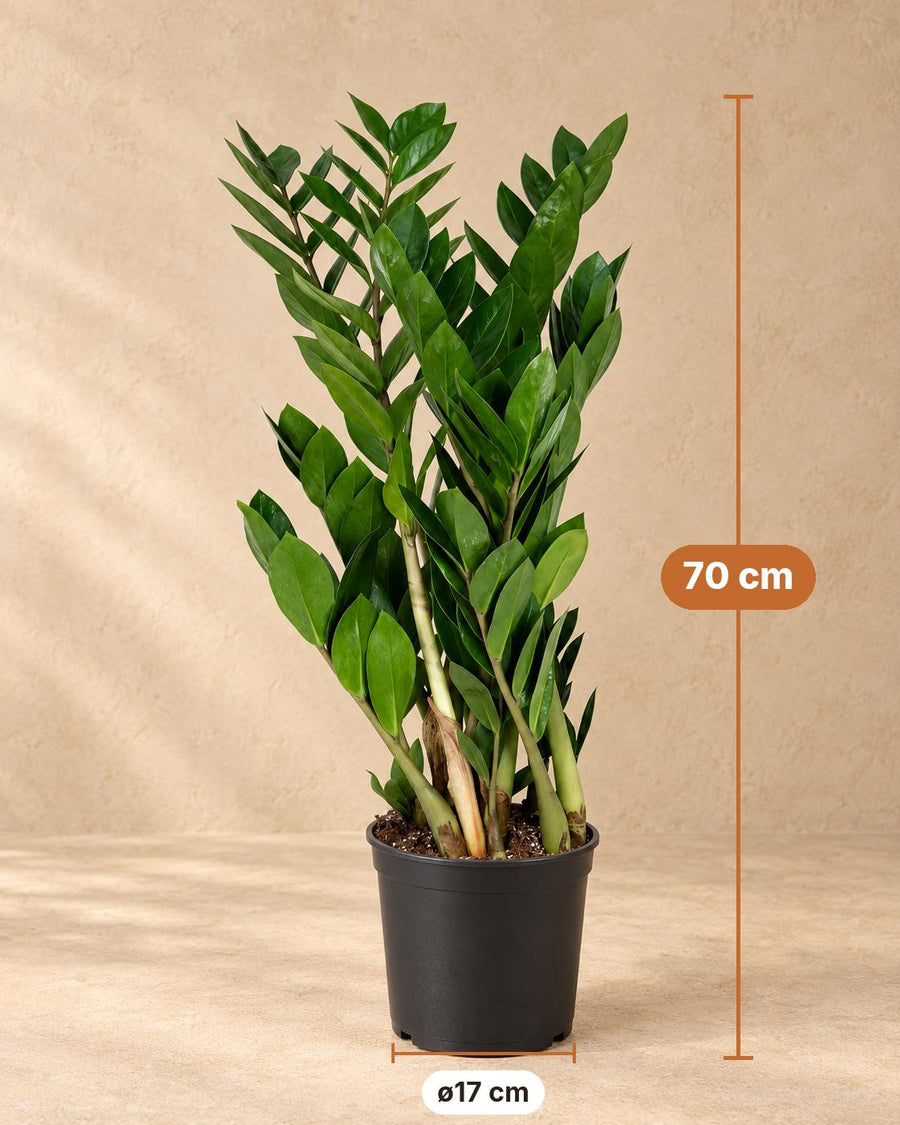 Zamiokulkas (Zamioculcas zamiifolia) 70 cm wysokości, doniczka ø17 cm