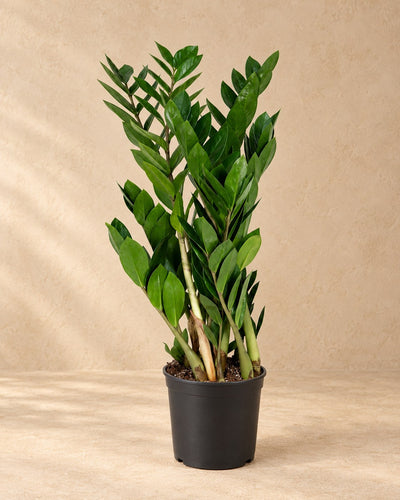 Zamiokulkas 70 cm wysokości, doniczka ø17 cm