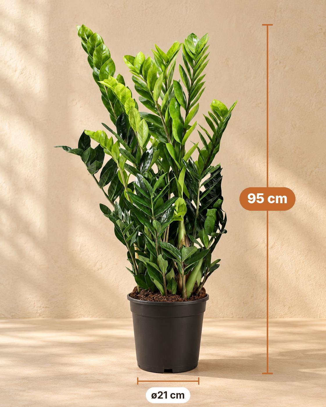 Zamiokulkas 95 cm wysokości, doniczka ø21 cm