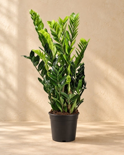 Zamiokulkas 95 cm wysokości, doniczka ø21 cm