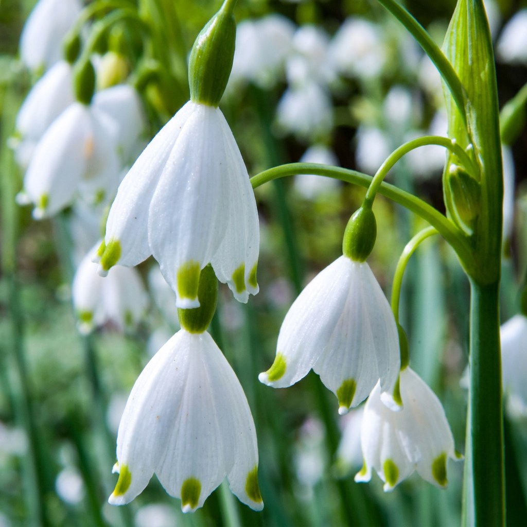 Bulbos de campanilla de verano Aestivum en flor
