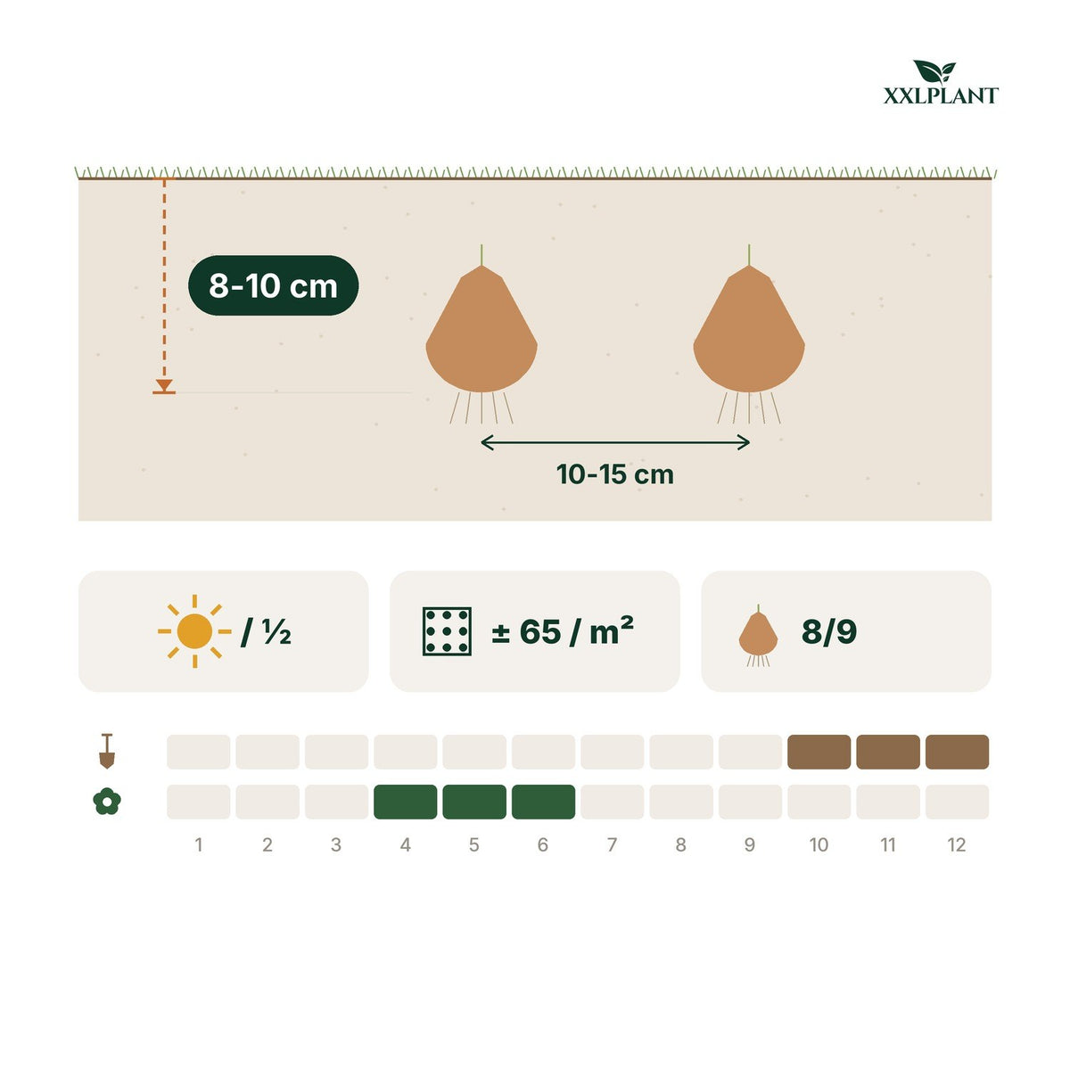 Guía de plantación Bulbos de campanilla de verano Aestivum: 8-10 cm de profundidad, 10-15 cm de separación